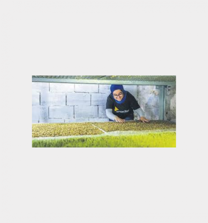 HydroBarley
