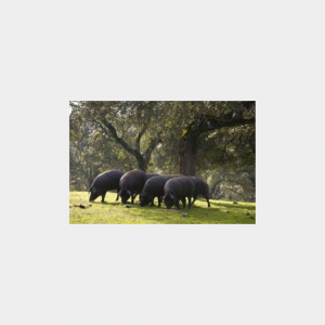 Herdade do Freixo do Meio